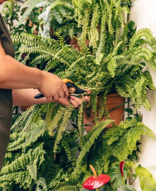 Ev bahçesi konseptiyle ilgileniyorum. Çiçek bakımı