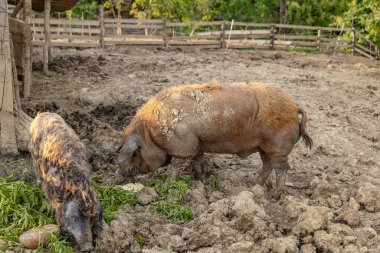 Mangalica, dışarıdaki otlakta yaşayan bir Macar evcil domuz türüdür.