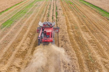 Buğday tarlası ve hasat tahıllarını birleştirin. Tarım hava görüntüsü