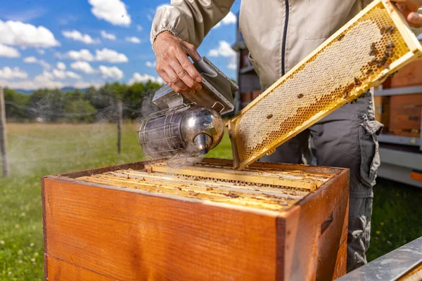Пчеловод Работой Пчеловод Использующий Курильщика Пчел Извлечения Рамы Контроля Работает — стоковое фото