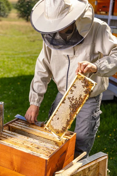 Пчеловод Защитной Рабочей Одежде Собирает Мед Концепция Пчеловодства — стоковое фото