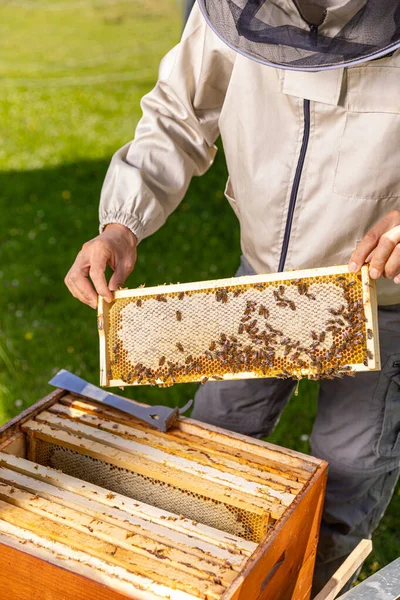 Концепция Пчеловодства Пчеловод Собирает Мед Пчеловод Держит Соты — стоковое фото