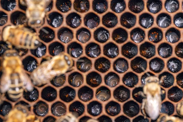 Фон Бджолиних Стільників Личинками Розплоді — стокове фото