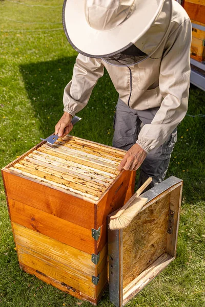 Человек Пчелином Костюме Осматривает Улей Апиарная Концепция — стоковое фото