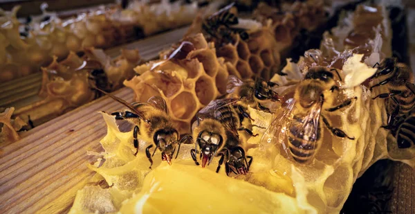 Bees produce fresh, healthy, honey. Beekeeping concept
