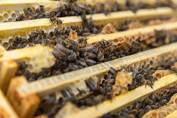 Близько Бджіл Їхньому Вулику Концепція Виноградарства Стокове Зображення