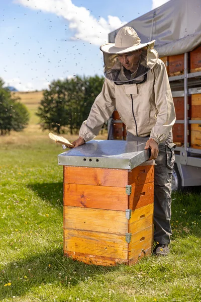 养蜂人在他的羊圈里采蜜 养蜂业概念 免版税图库图片