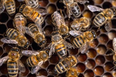 Bal ve arılı bal peteği. Apiary arkaplanı