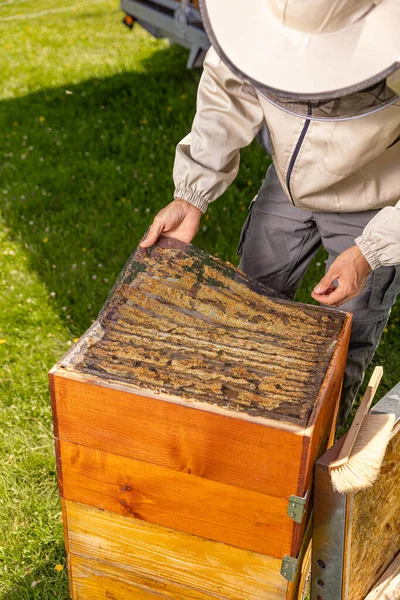 Пчеловод Работает Улье Апиарная Концепция — стоковое фото