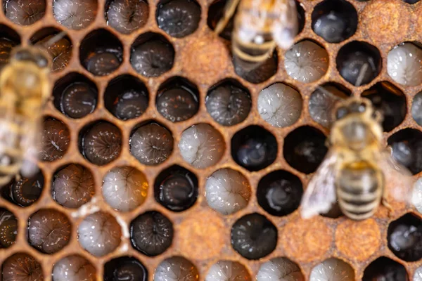 Bakgrund Honeycombs Med Larver Kupa Royaltyfria Stockbilder