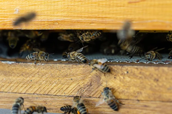 Крупный План Летающих Пчел Ульи Пасеке Пчелами Летящими Посадочные Площадки Лицензионные Стоковые Изображения