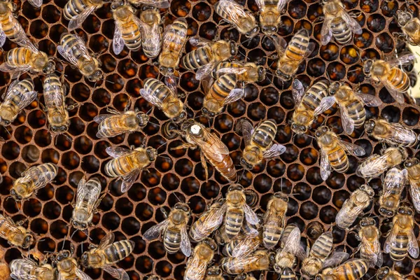 Bee colonies. Queen bee surrounded by her workers.