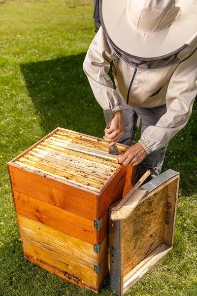 Пчеловод Собирает Мед Пасеке Концепция Пчеловодства — стоковое фото