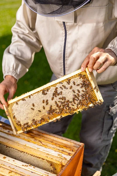Beekeeper Holding Honeycomb Full Bees — Stock Photo, Image