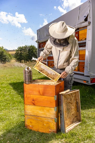 Imker Überprüfen Den Honig Auf Dem Bienenstock Bienenstöcke Auf Dem — Stockfoto