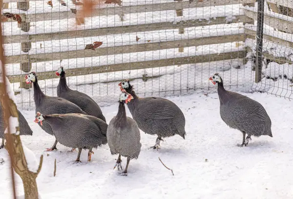 Gruppe Von Perlhühnern Winter Hof Mit Schnee Bedeckt — Stockfoto
