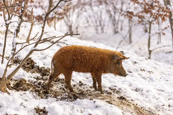 Bonito Jovem Mangalitsa Porquinho Peludo Ambiente Inverno Imagens De Bancos De Imagens