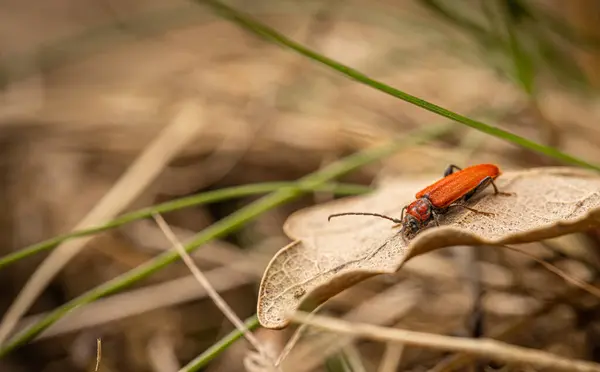 生机勃勃的红色甲虫爬在枯萎的叶子上 面对着柔软而集中的自然背景 免版税图库图片