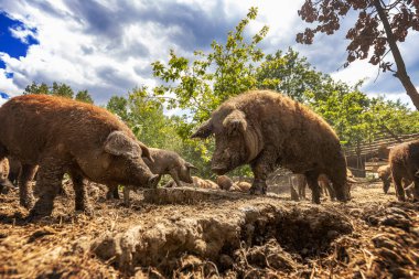 Mangalica domuzları güneşli bir çiftlikte otluyor.