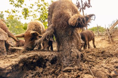 Mangalica domuzları çiftlikte çamur arıyor, yaklaşın.