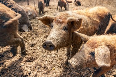 Mangalica domuzu diğer domuzlarla birlikte çamurda duruyor.