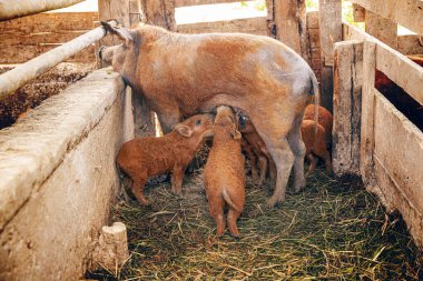 Mangalitsa domuzlarını bir çiftlikteki ahşap bir ağılın içinde emziriyor.