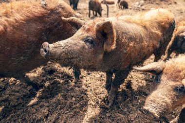 Çiftlikte çamurun içinde duran domuz sürüsü.