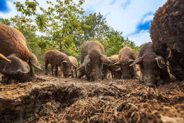 stock image Mangalica pig herd foraging for food on farm