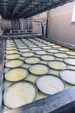 Peynir üretimi için tepsiler dolusu dondurulmuş süt taşıyan peynir fabrikası ekipmanları.