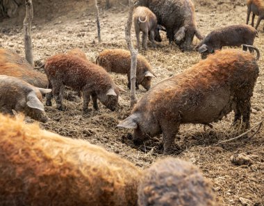 Bir grup Mangalica domuzu çiftlikte vakit geçirip, yerde yiyecek arıyorlar.