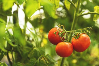 Üç kırmızı domates yemyeşil bir bahçedeki sarmaşıkta yetişiyor.