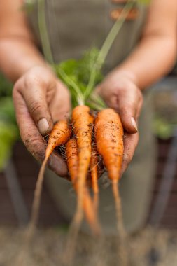 Çiftçinin elinde taze organik havuç var.