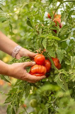 Bahçede büyük kırmızı olgun bir domates tutan çiftçi.