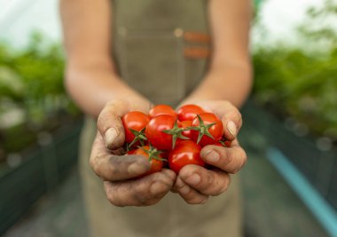 Çiftçi elinde bir avuç taze toplanmış vişneli domates tutuyor.