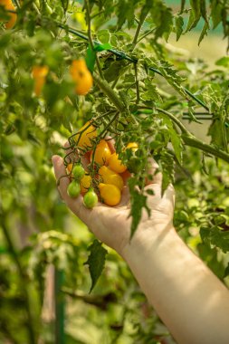 Çiftçi bir serada yetişen domateslerin olgunluğunu kontrol ediyor.