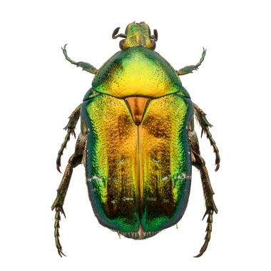 Cetonia aurata, gül chafer denir.