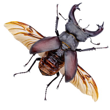 Lucanus cervus, Avrupa geyik böceği olarak da bilinir, ya da daha büyük geyik böceği.,