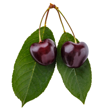 Olgun kırmızı sulu kirazlar