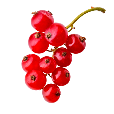 Olgun tatlı kırmızı frenk üzümü