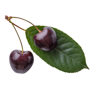 Saplı ve yapraklı iki kiraz. 