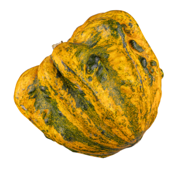 Olgun, engebeli balkabağı