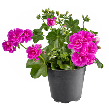 Sarmaşık rengi sardunya