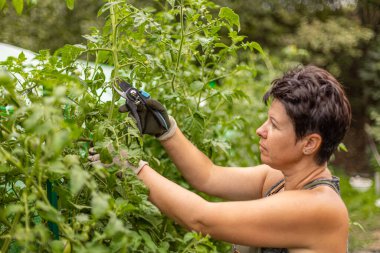 Kadın çiftçi bahçedeki mezhepçilerle domates buduyor.