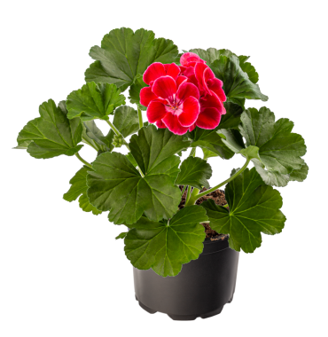 Çiçek saksısında güzel kırmızı pelargonyum