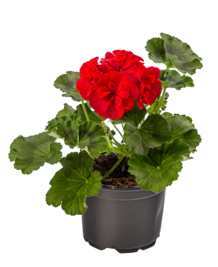 Çiçek saksısında sardunya veya pelargonyum çiçekleri