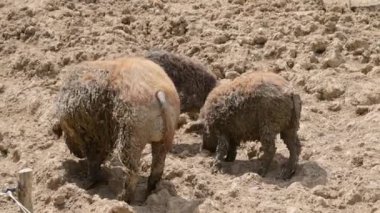 Mangalitsa domuzları çiftlikte çamurda debeleniyor.