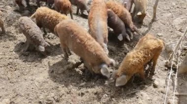 Mangalitsa domuzları çiftlikte çamur arıyor.