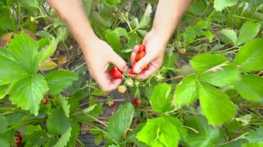 Çiftçi güneşli bir tarlada taze, olgun çilekler topluyor.