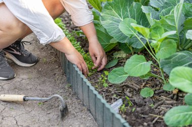Bahçıvan yabani otları otlatıyor lahana ve maydanoz yetiştiriyor.
