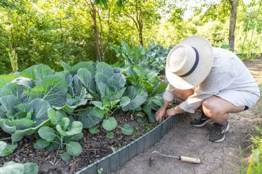 Sebze bahçesiyle ilgilenen, maydanoz ve lahana bitkilerinin etrafını temizleyen bir kadın.